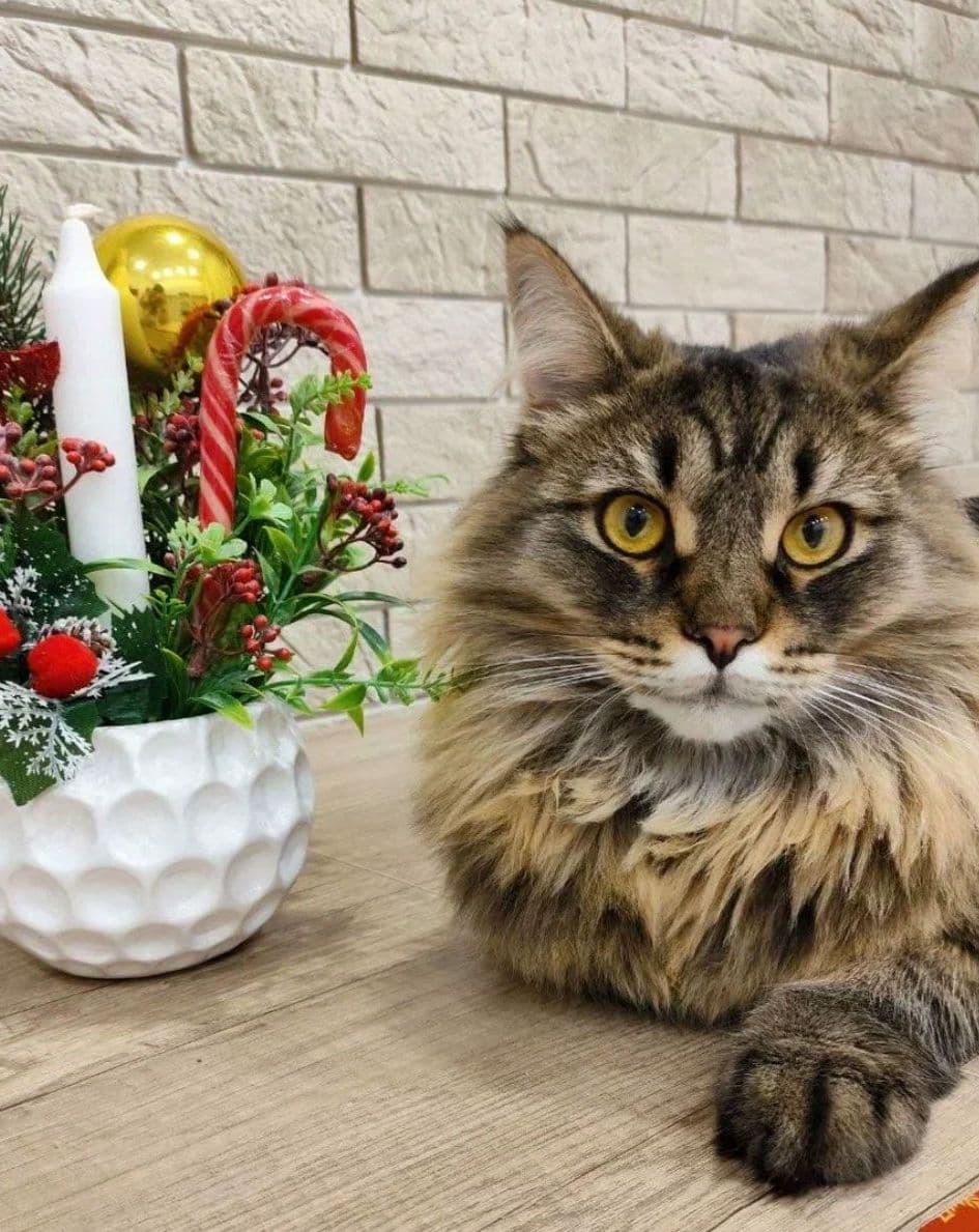 Психология кошачьих
