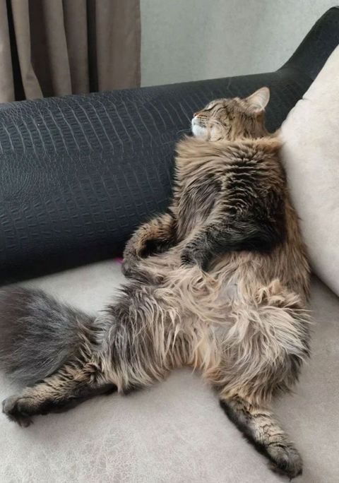Чем занимается кошачий психолог, зоопсихолог по кошкам?