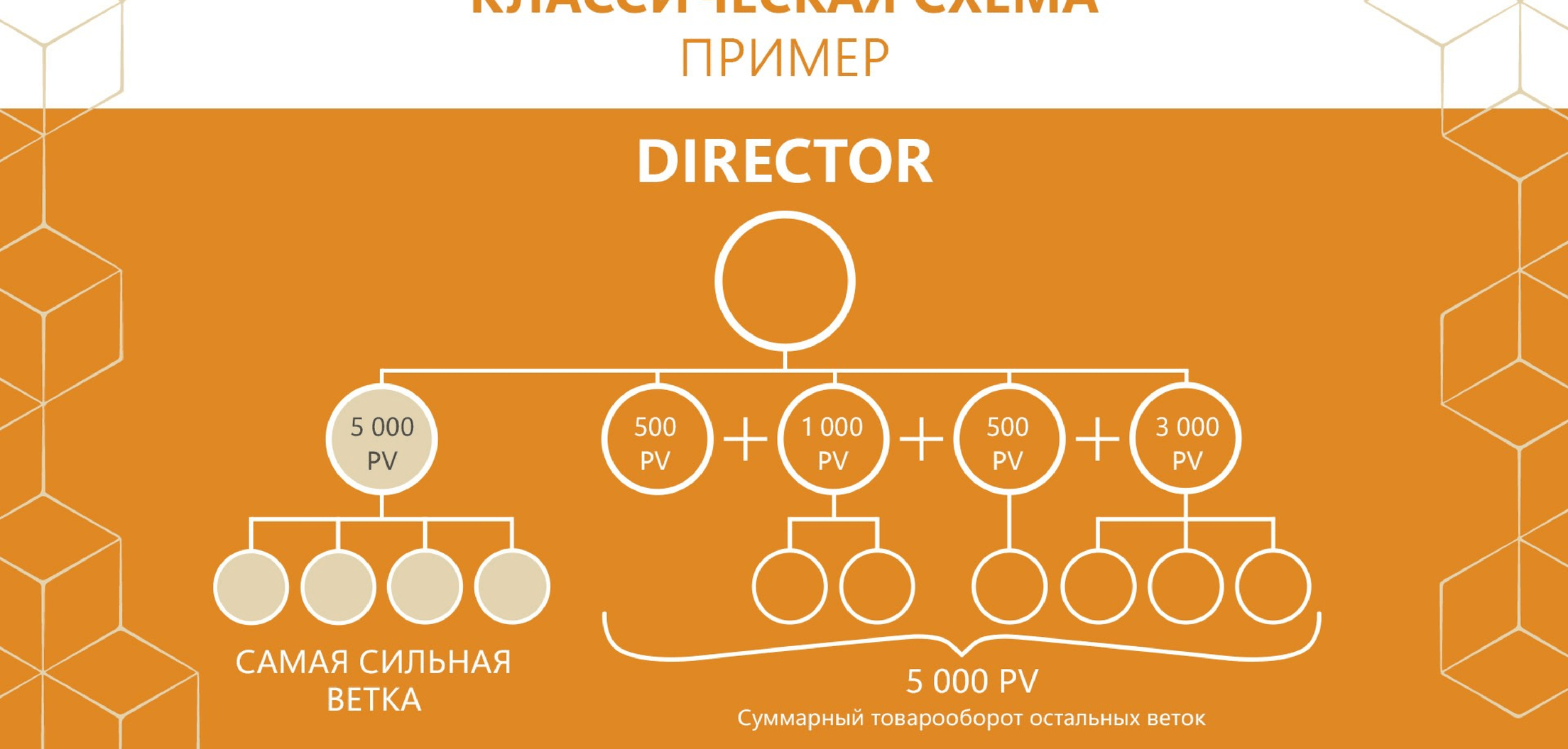 whieda виеда статус директор