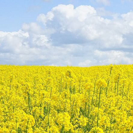 Только экологически чистое сырье