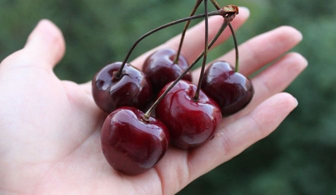 Minitrees Cherry Free - мини дерево черешни (бесплатно)