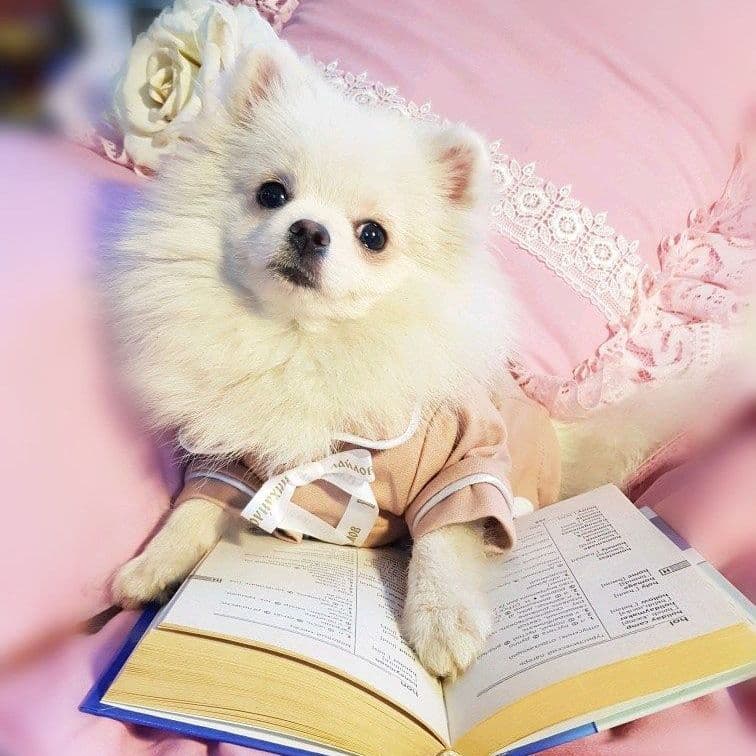 What you receive with your puppy: