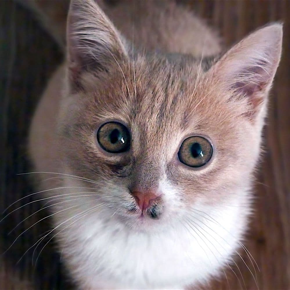 кот смотрящий вам в лицо