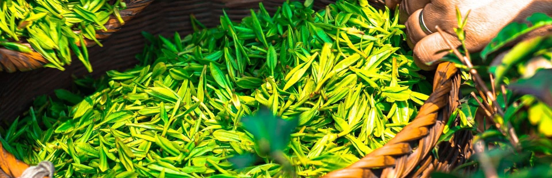 Грузинский чай оптом - Wholesale Georgian tea