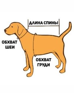 Как правильно мерить собаку?