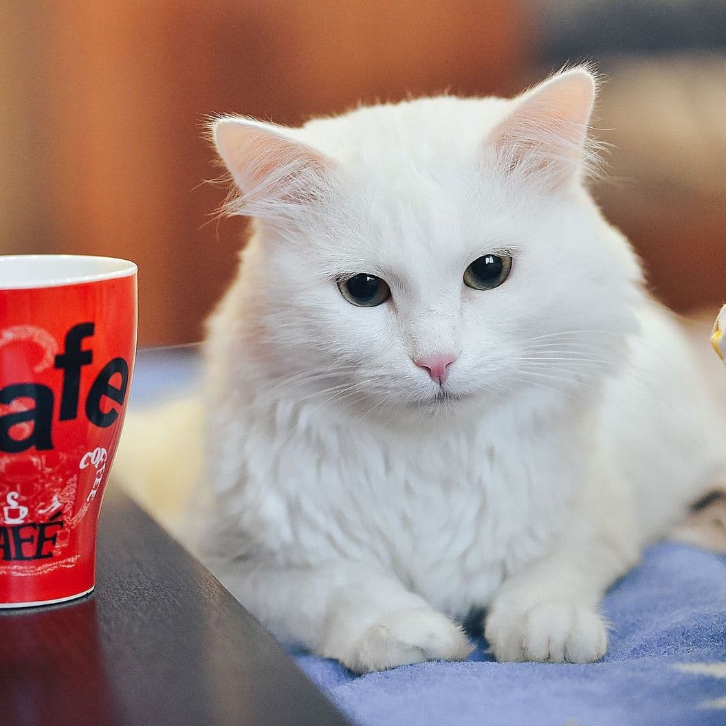 Удобный котосервис