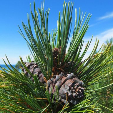 БЛАГОТВОРИТЕЛЬНЫЙ ФОНД "СИЛА СИБИРСКОГО КЕДРА"