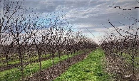 Плодовые деревья