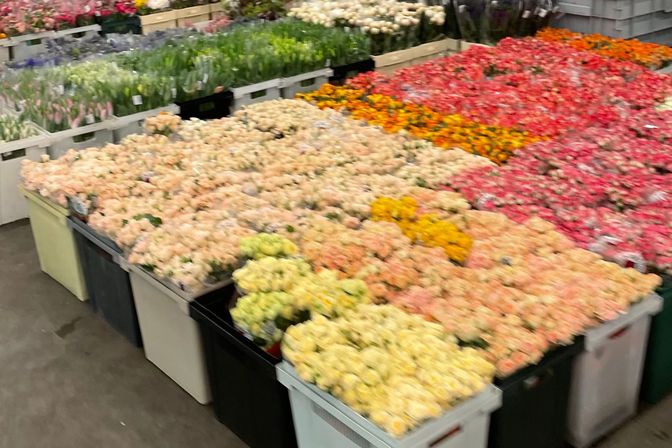 Фотогалерея цветочной бызы