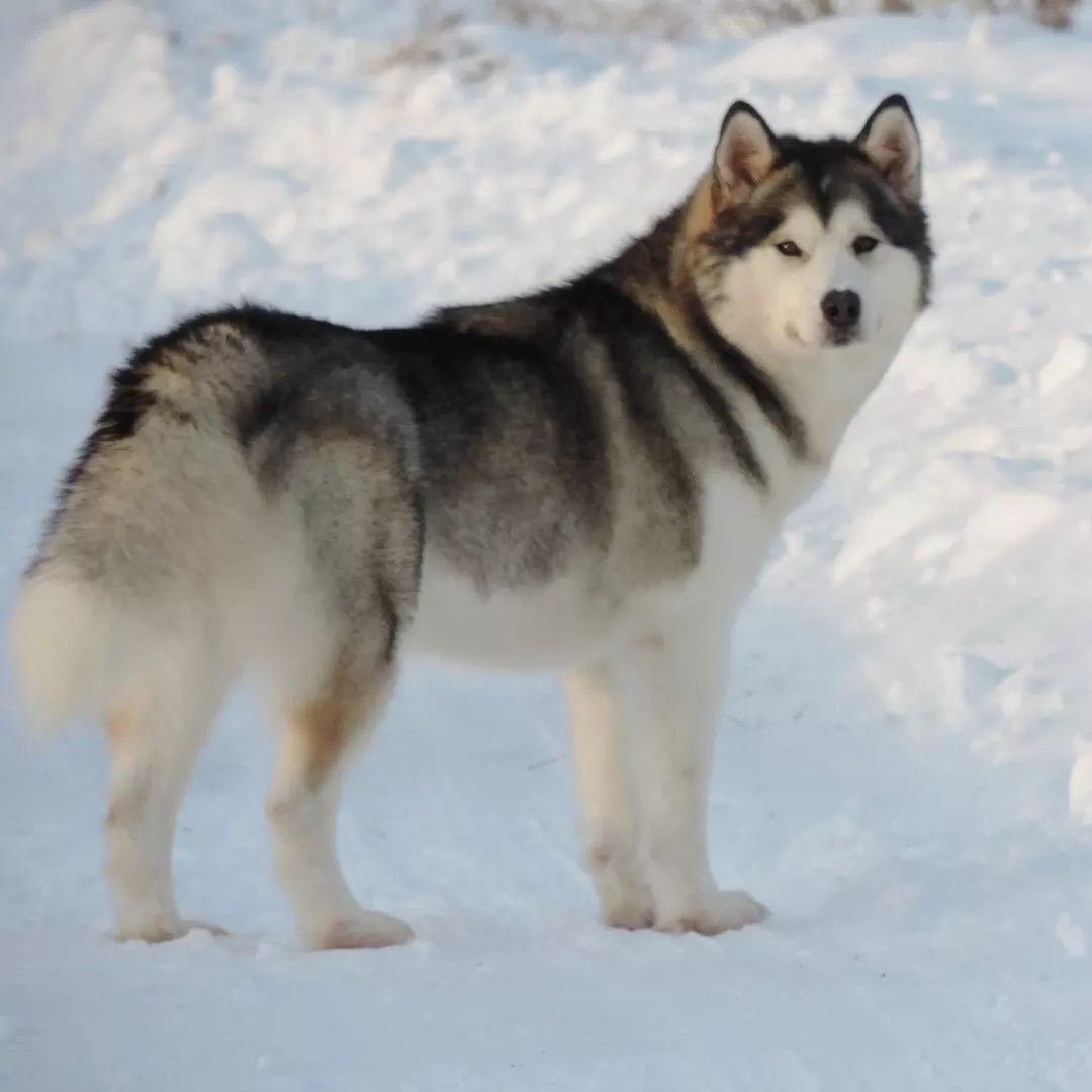 Malamute de Alaska
