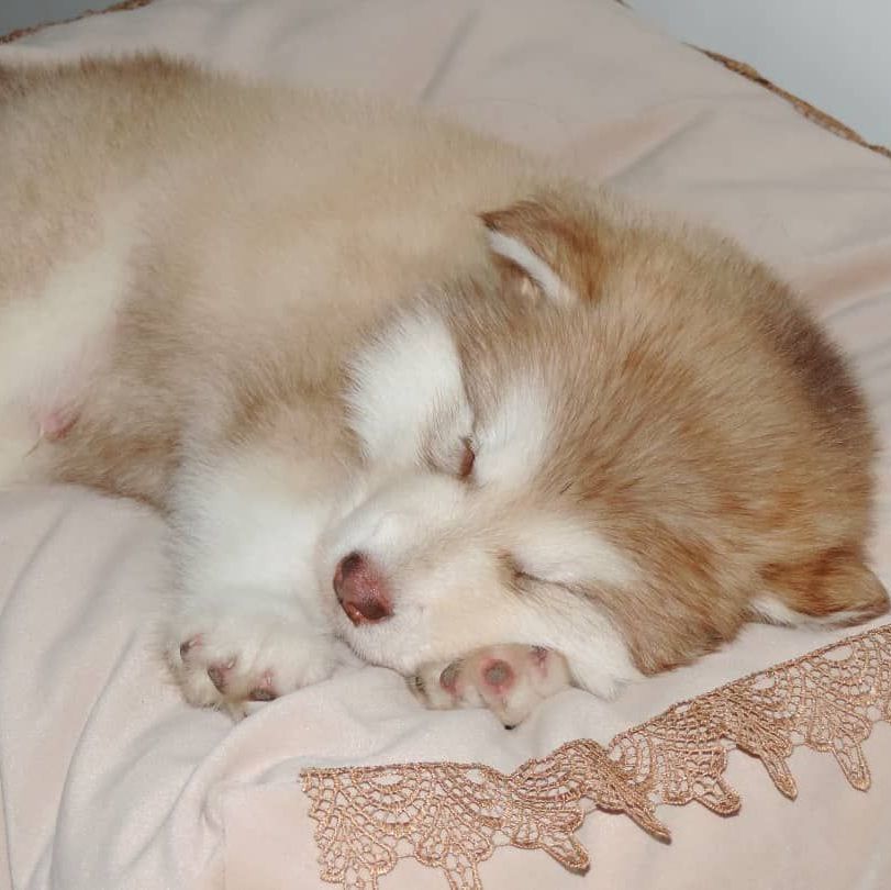 Cachorro Alaskan Malamute rojo y blanco