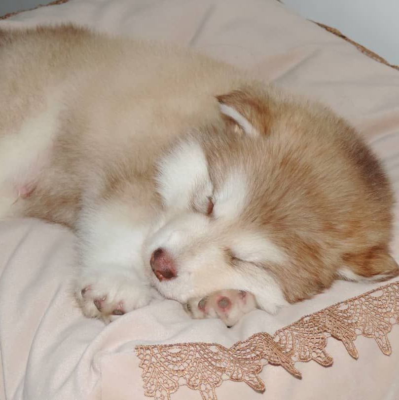 alaskan malamute to buy in the UK