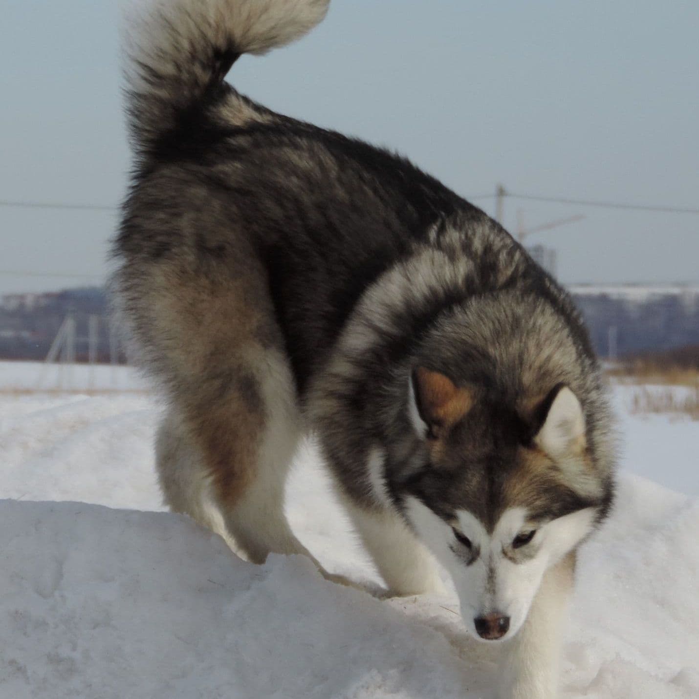 Criadero de perros Malamute de Alaska