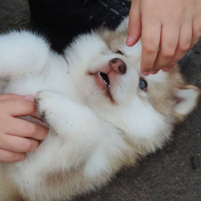Cachorro Alaskan Malamute rojo y blanco