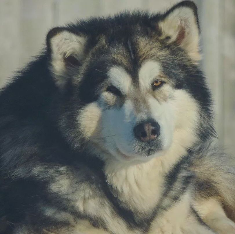 Malamute de Alaska