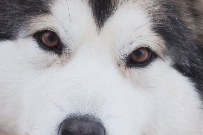 Alaskan Malamute puppies to buy