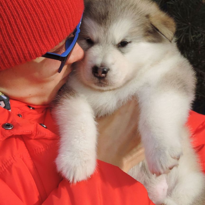 Alaskan Malamute puppies to buy