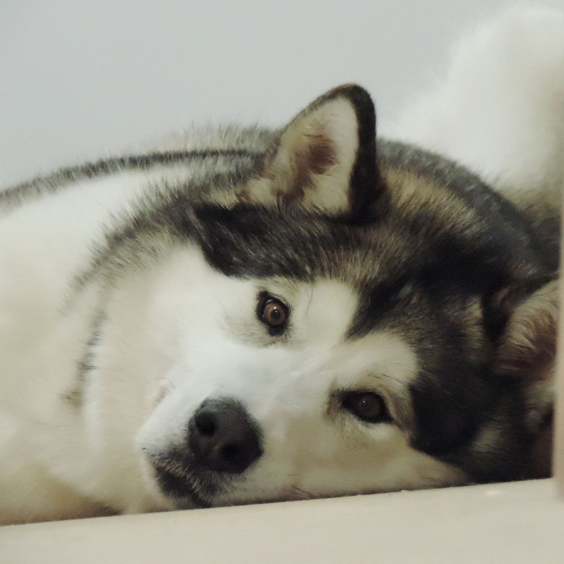 Malamute de Alaska