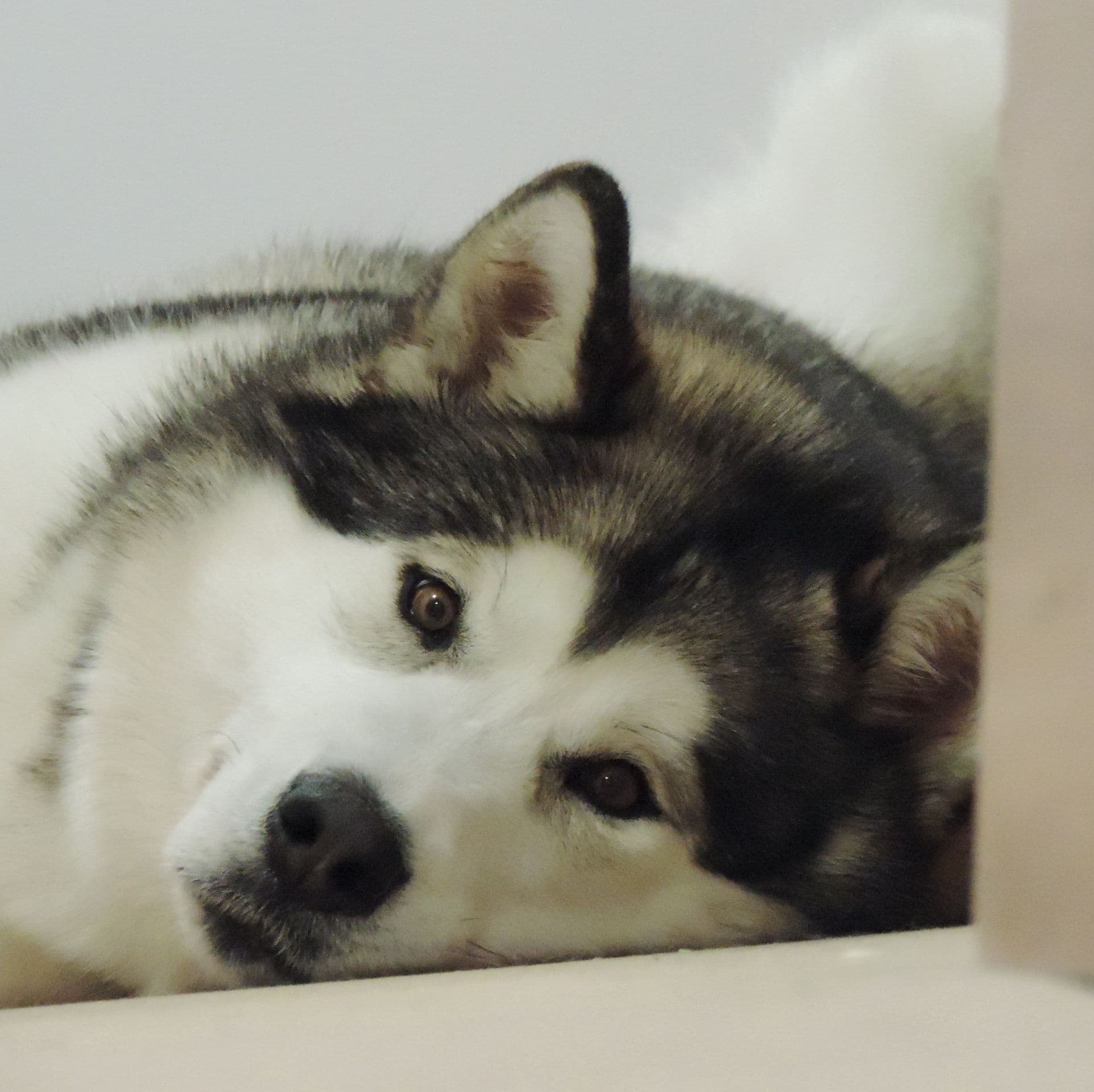 Alaskan Malamute puppies for sale