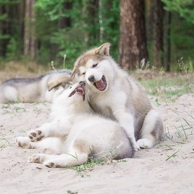 cachorro malamute de alaska