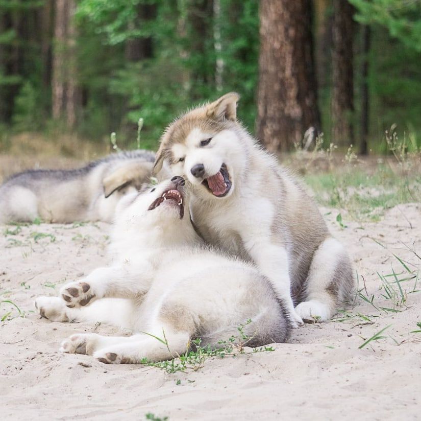 Fotowelpe Alaskan Malamute