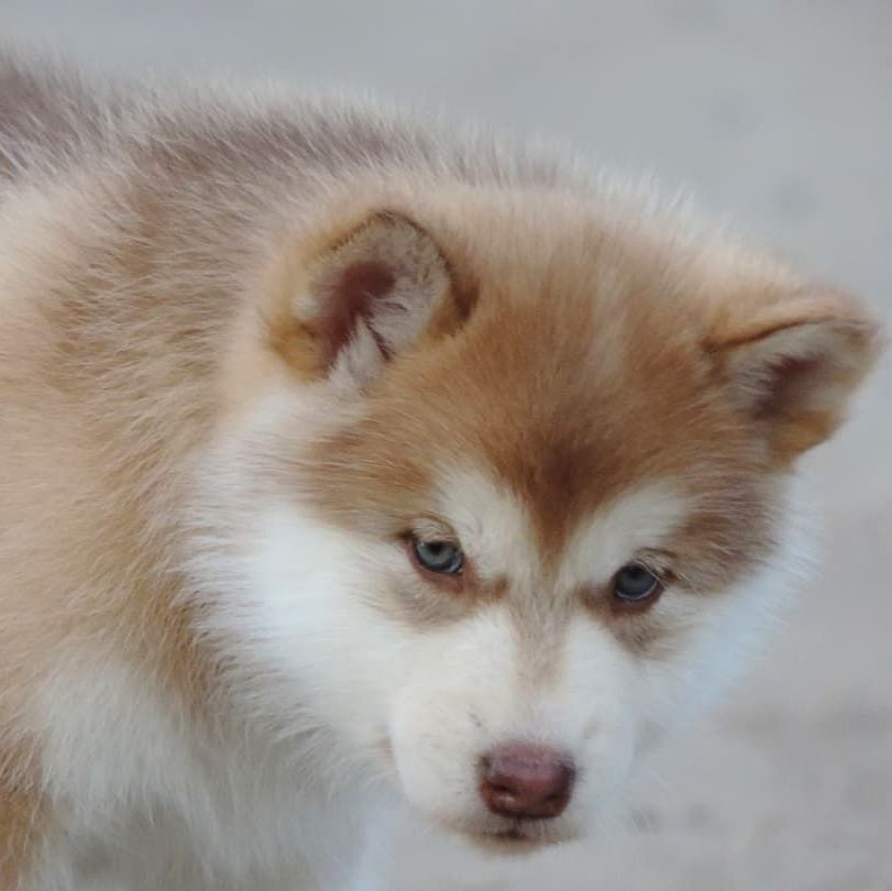Criadero de perros Malamute de Alaska