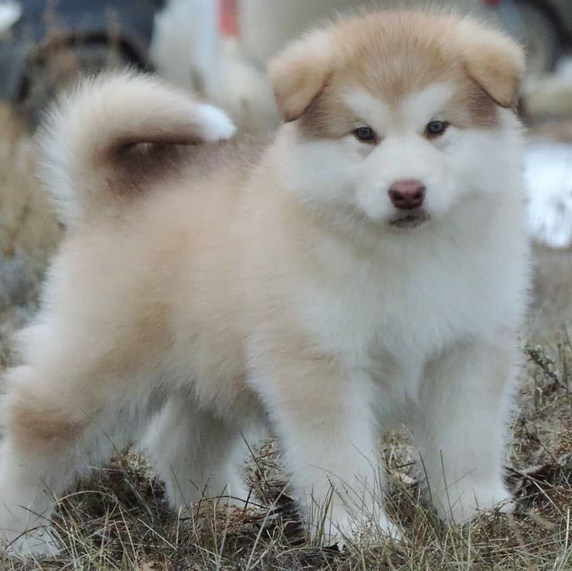 Cachorro Alaskan Malamute para exhibición