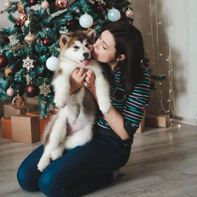 Alaskan Malamute for sale