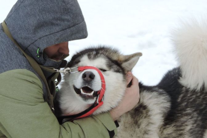 Alaskan Malamute