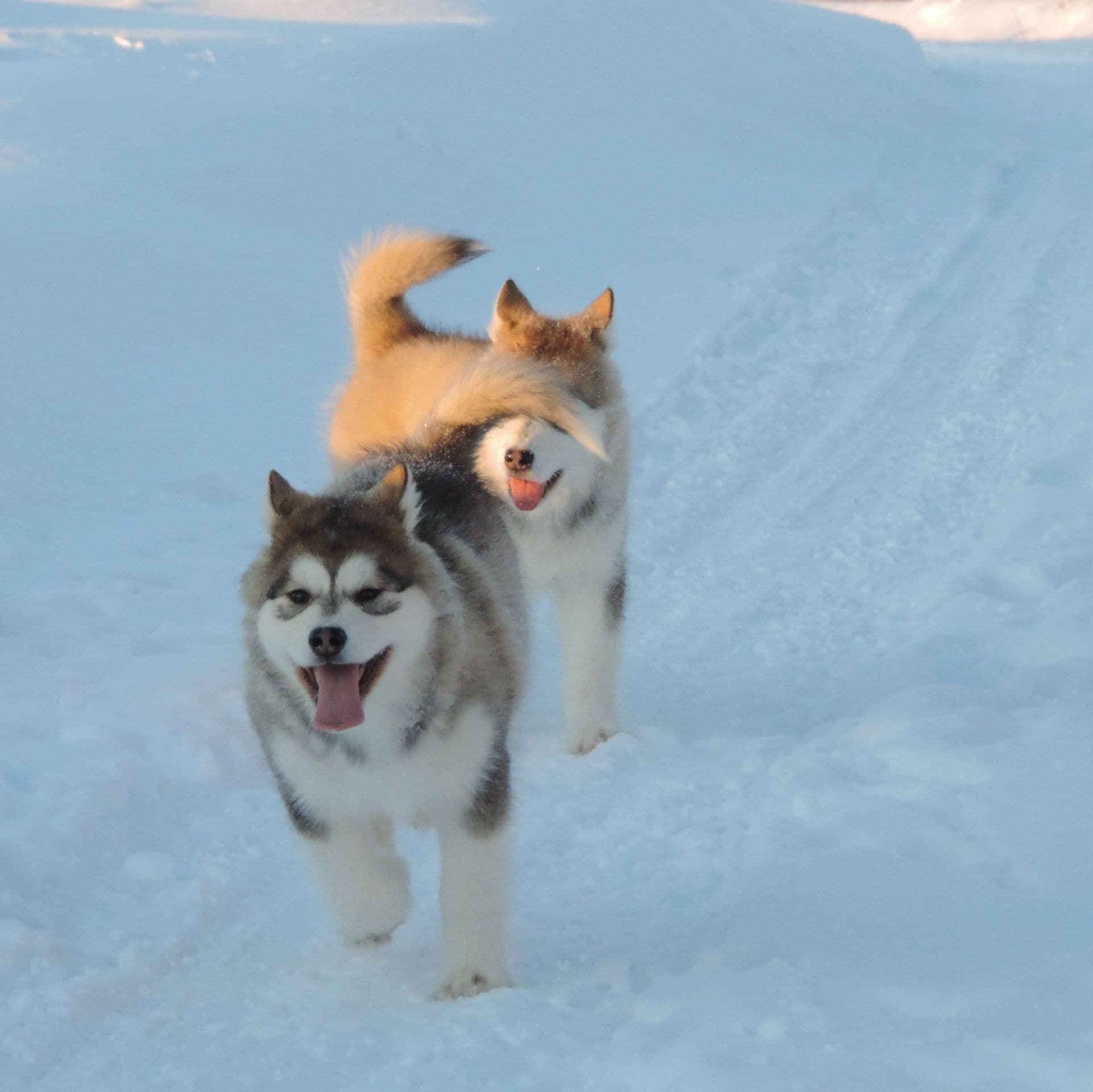 cachorro malamute de alaska