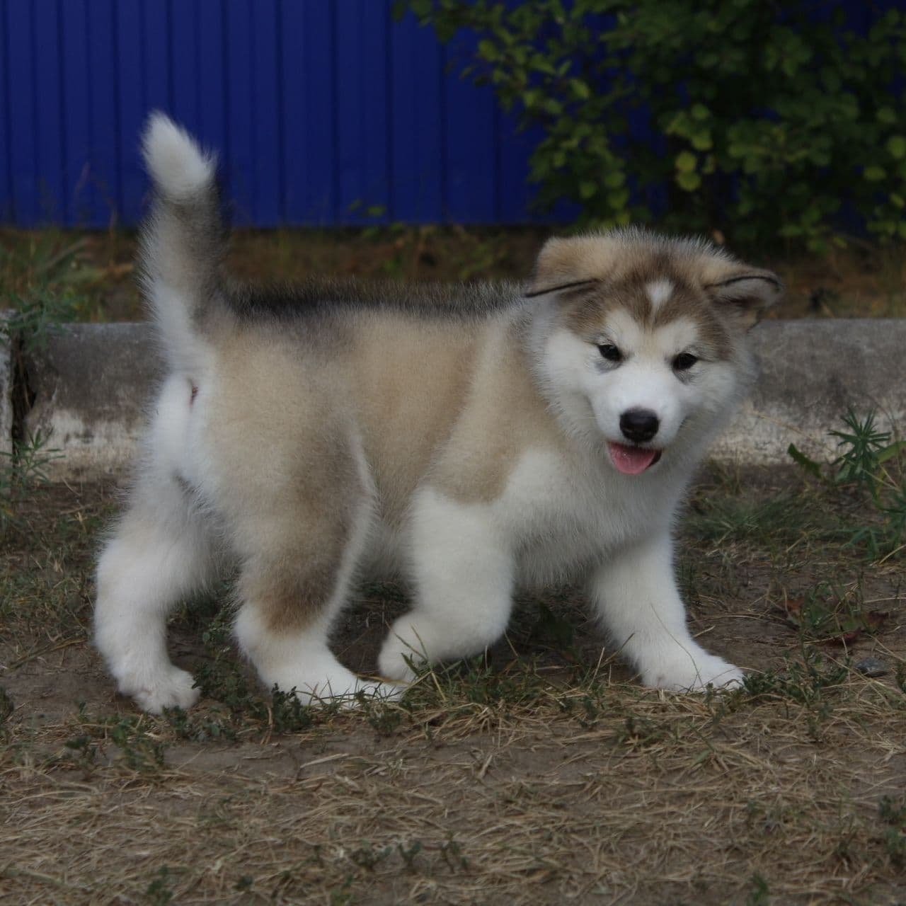 cachorro malamute de alaska