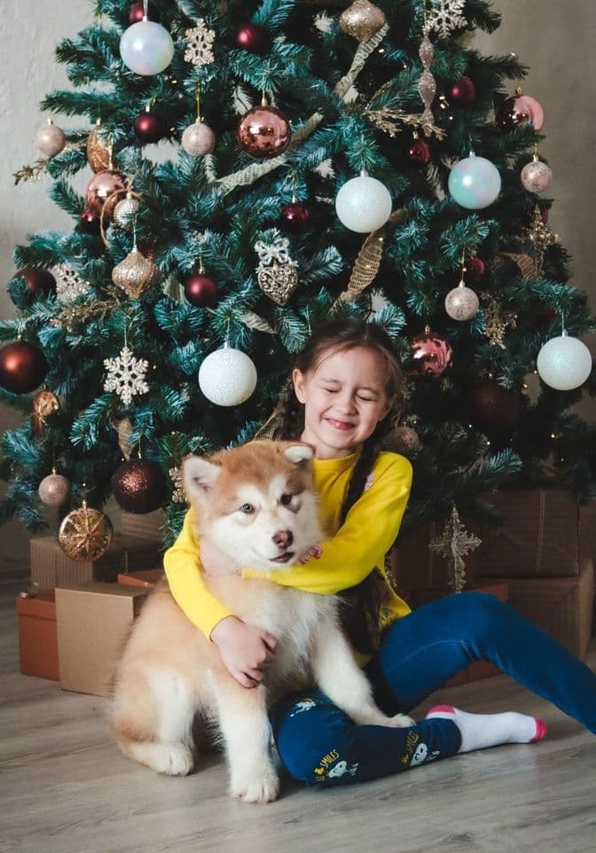 Alaskan Malamute puppies to buy