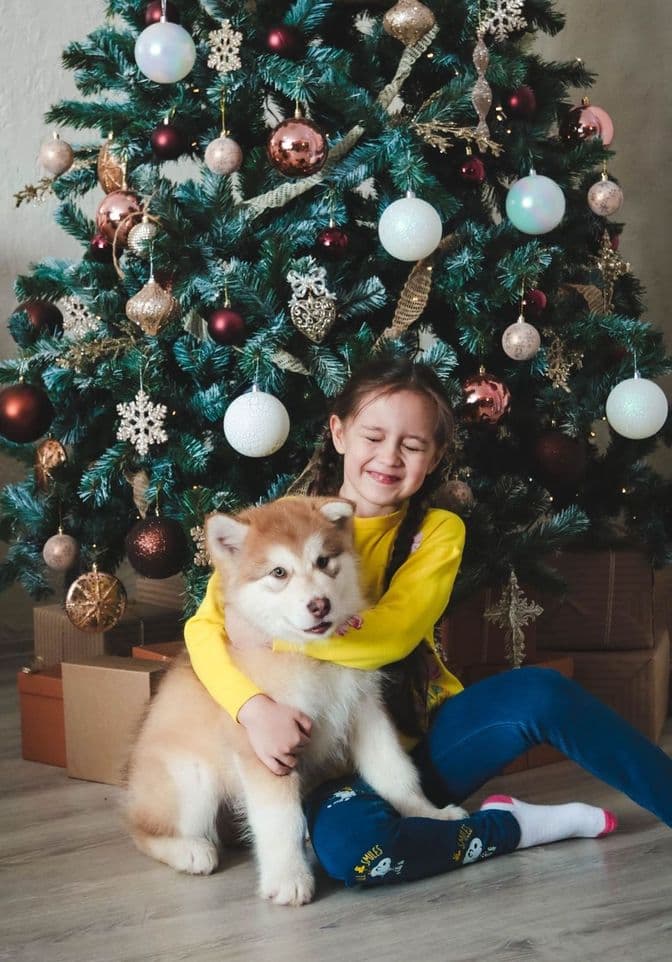 Chiot Malamute d'Alaska