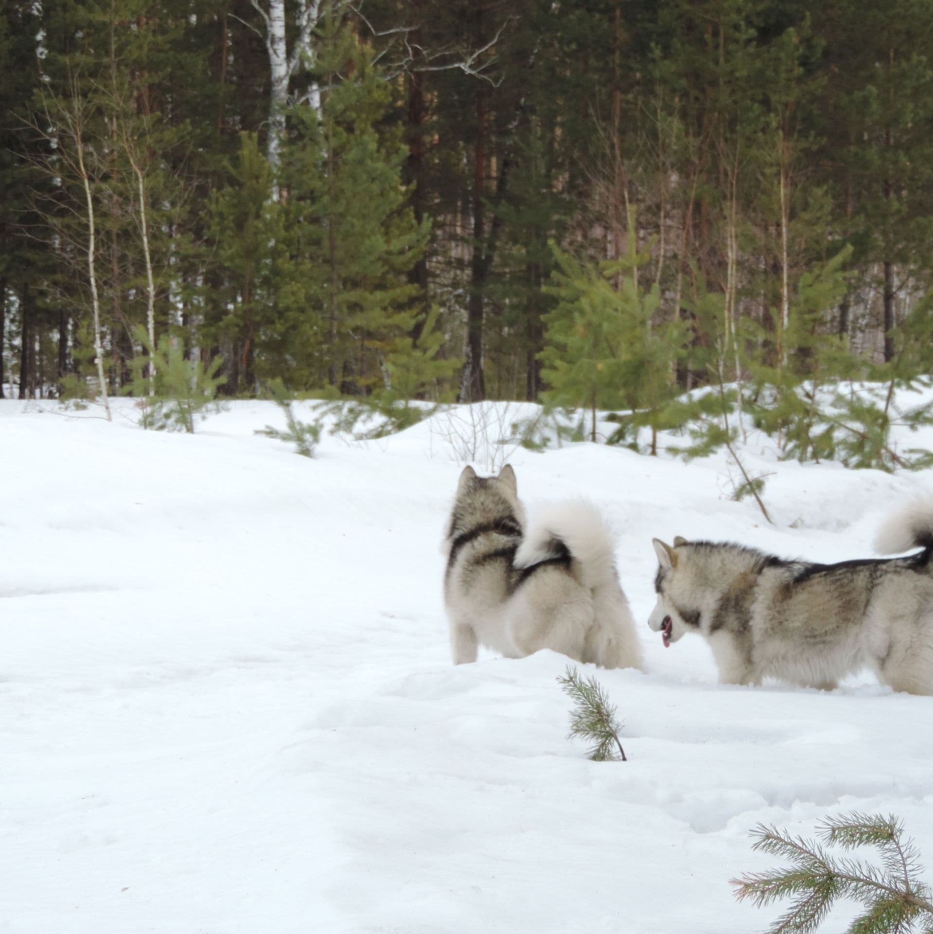 Foto Alaskan Malamute