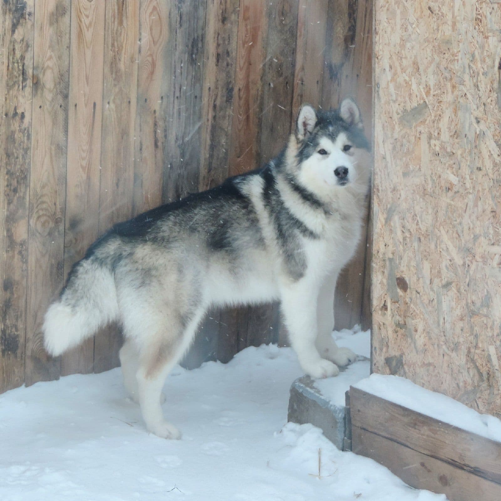 Alaskan Malamute puppies for sale