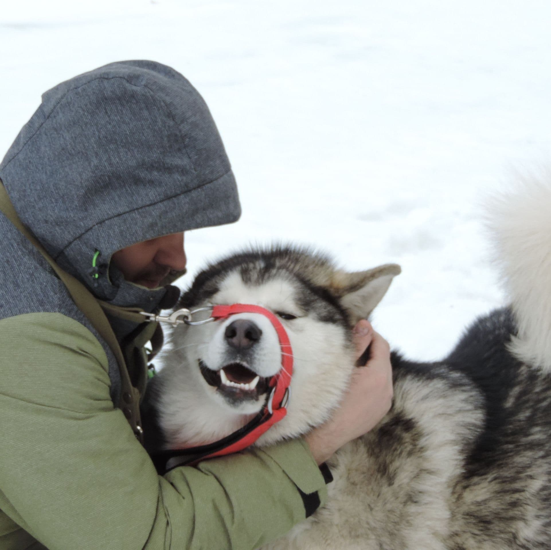 Malamute de Alaska