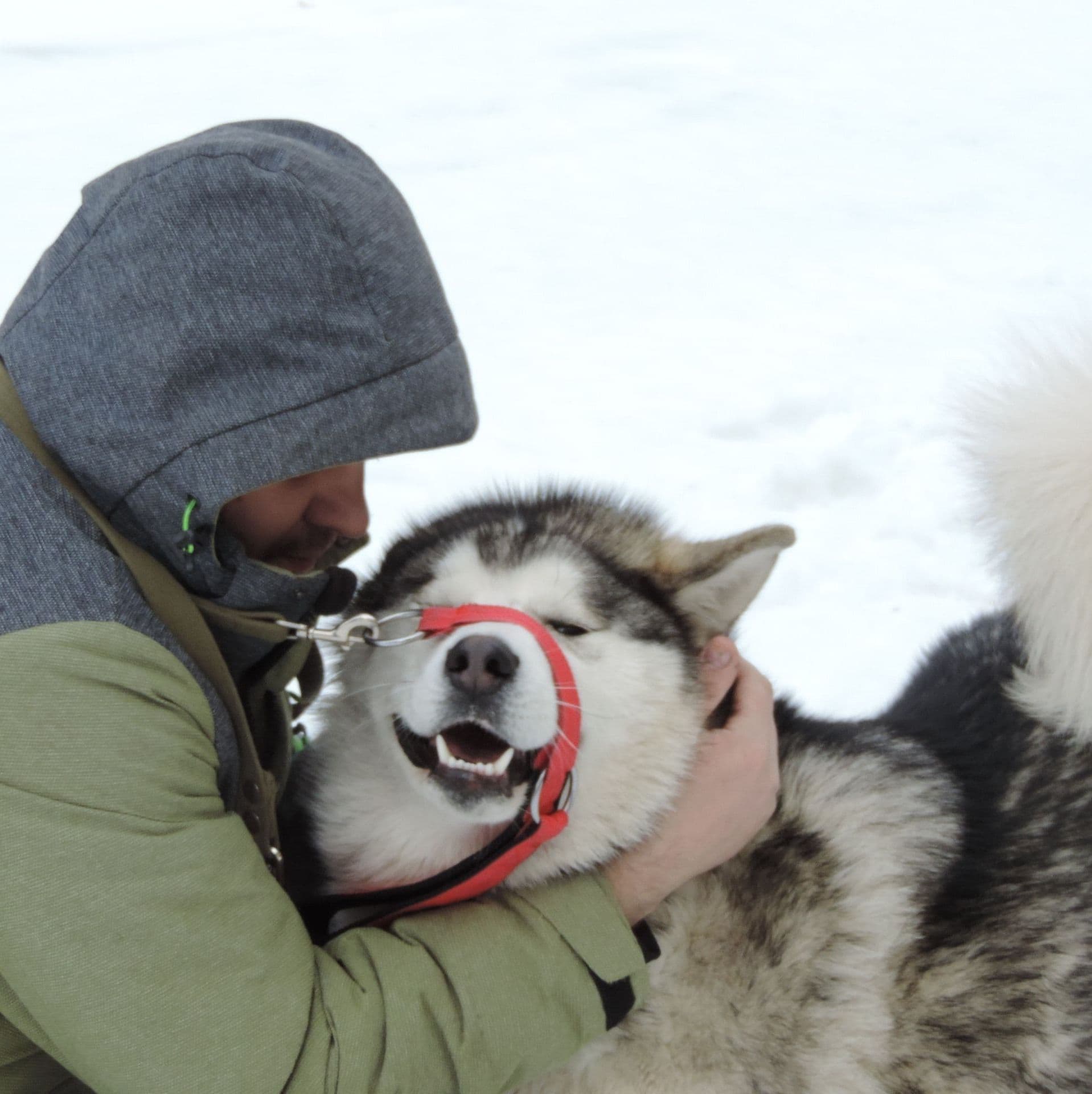 Foto Alaskan Malamute