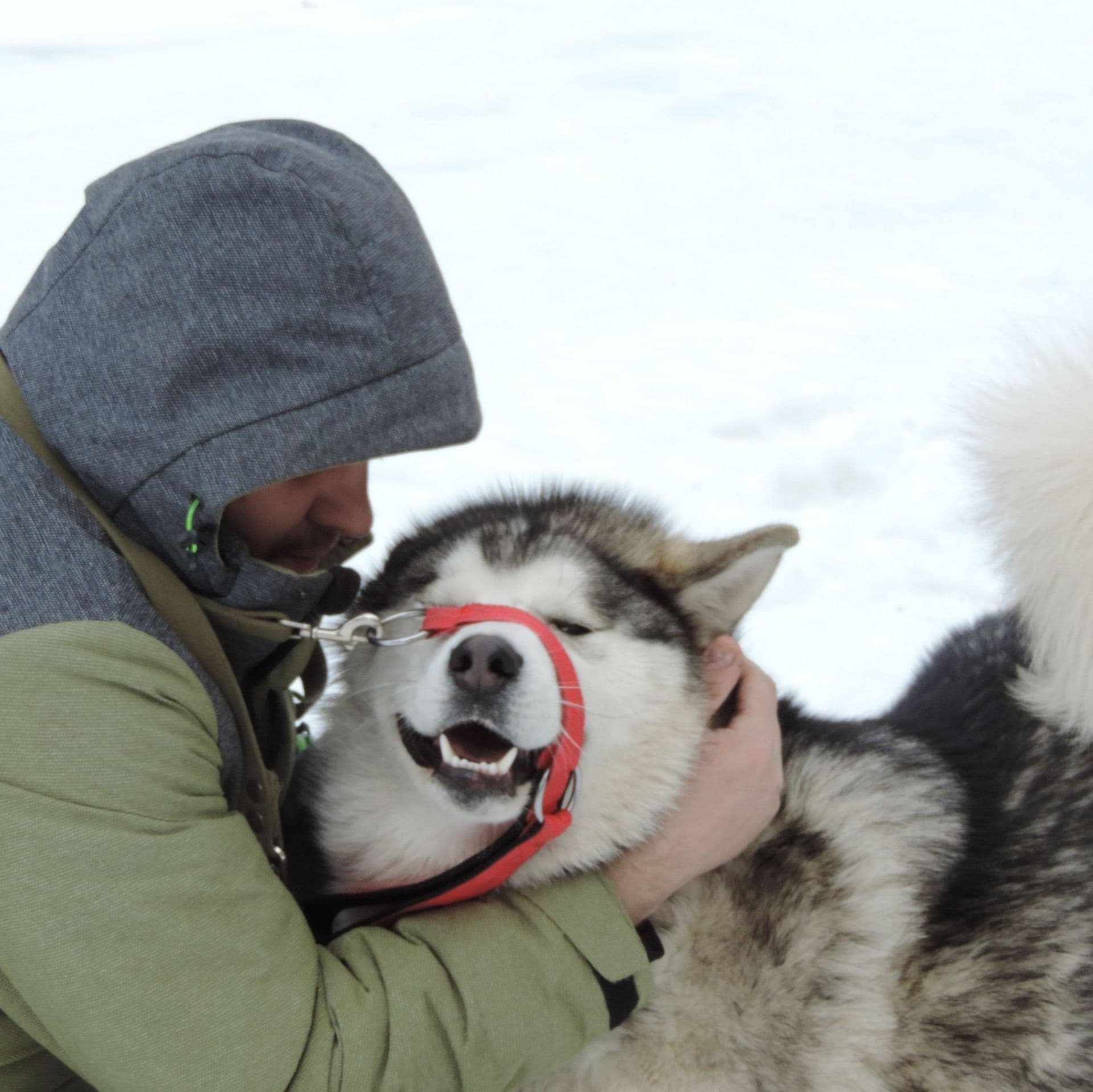 alaskan malamute to buy in the UK