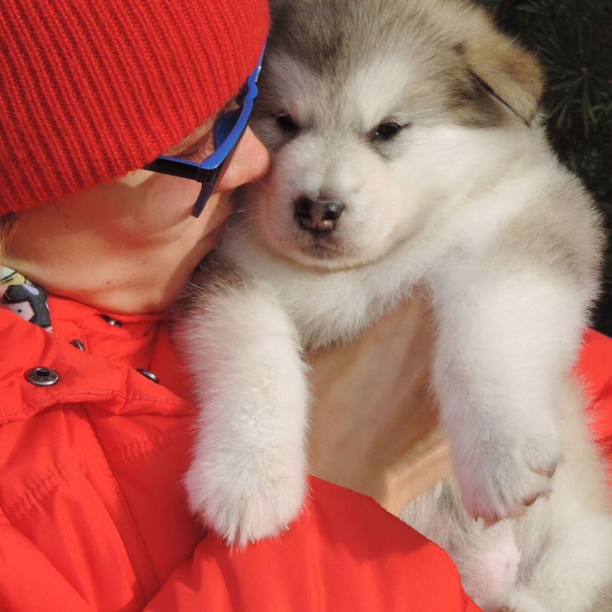 Chiots Malamute d'Alaska à vendre