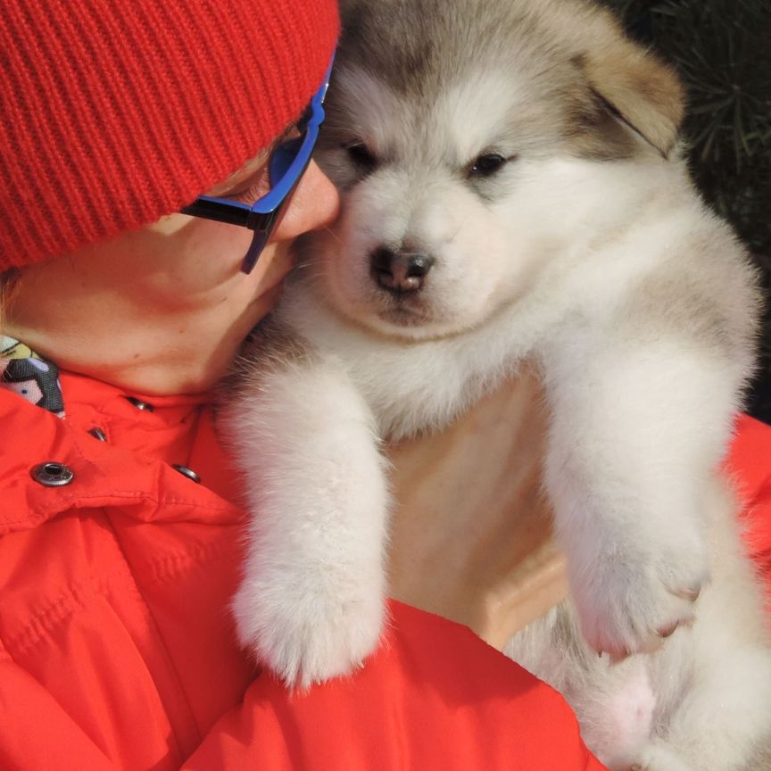 comprar un cachorro alyaskinsky malamuta