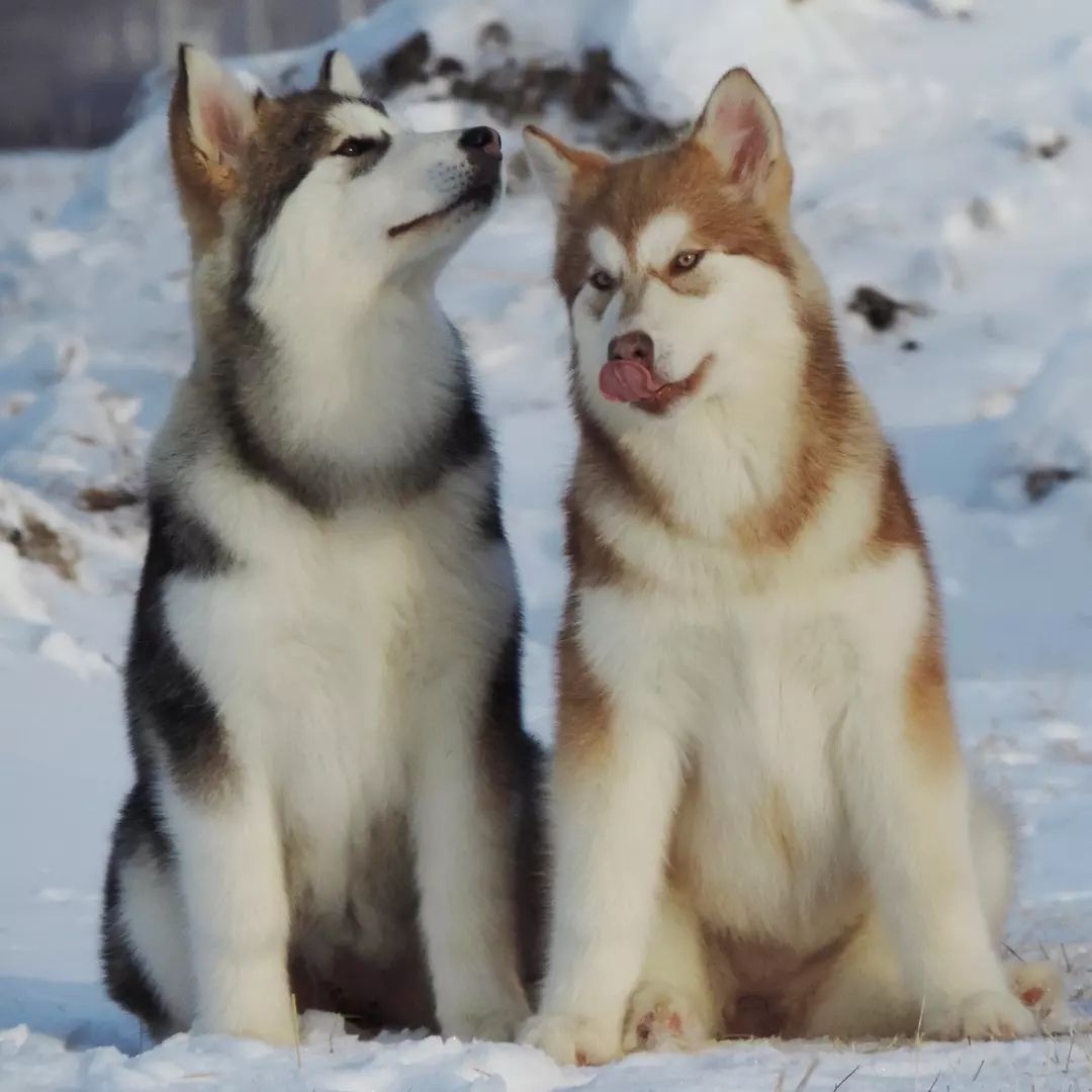 Cachorro Alaskan Malamute rojo y blanco