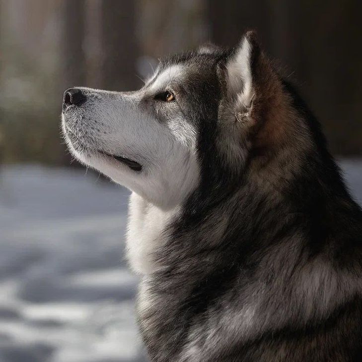 Sumerechnyy Volk Werewolf From Quileute