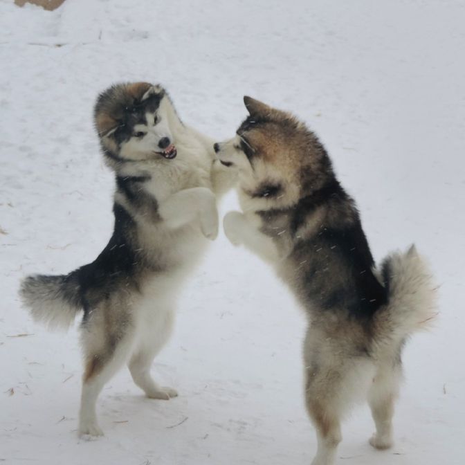 Alaskan Malamute puppies to buy
