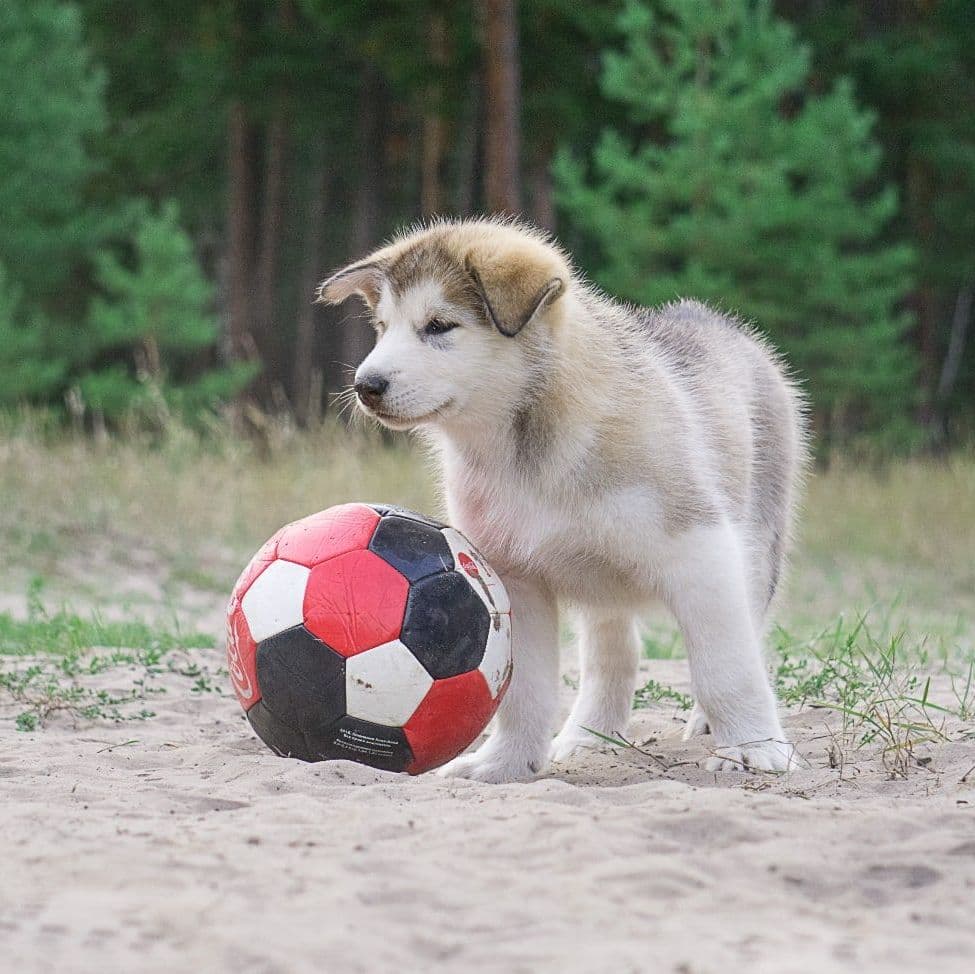Alaskan Malamute puppies for sale