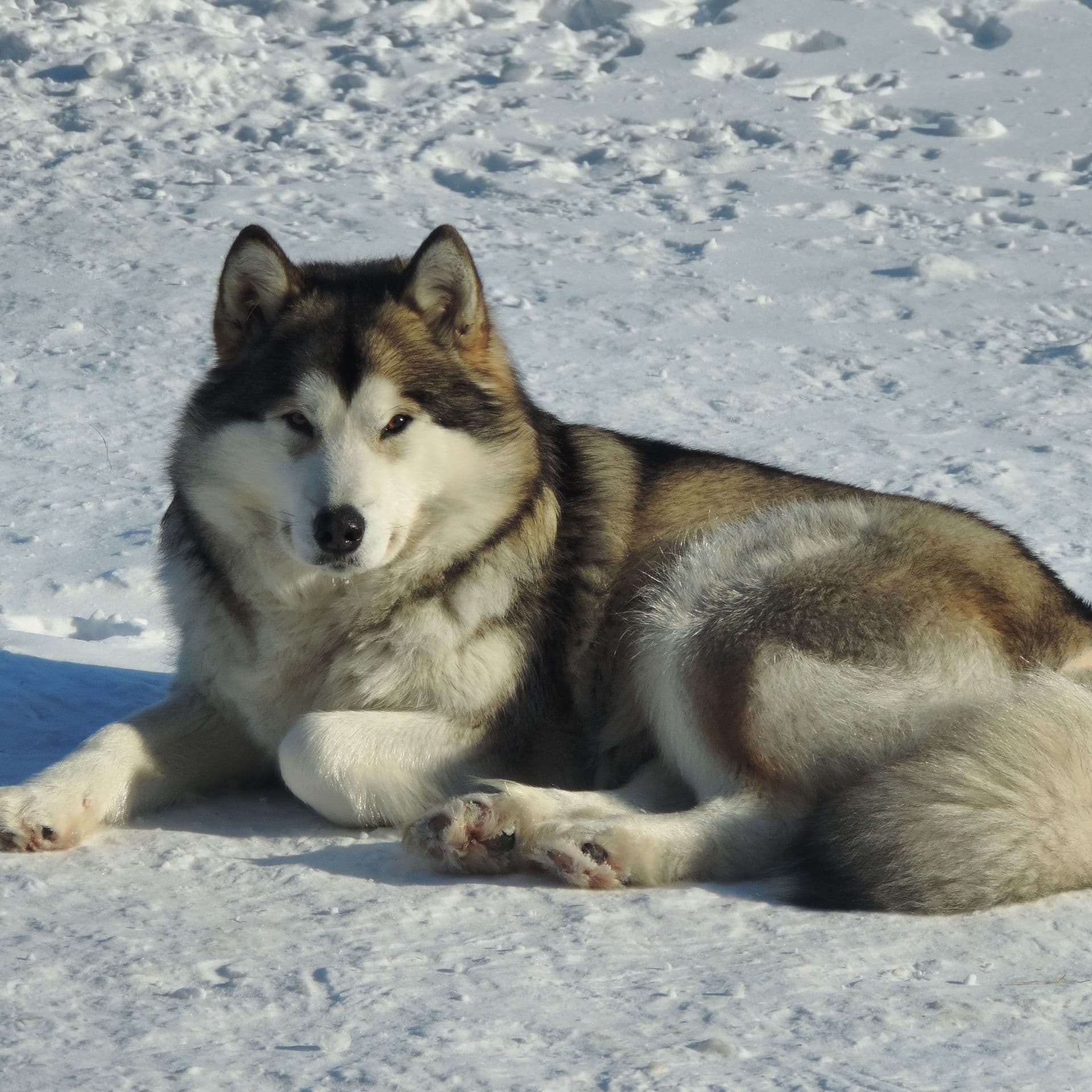 Malamute de Alaska