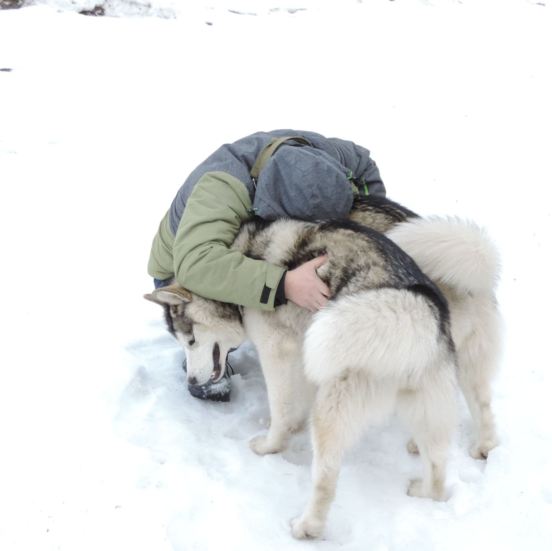 Malamute de Alaska
