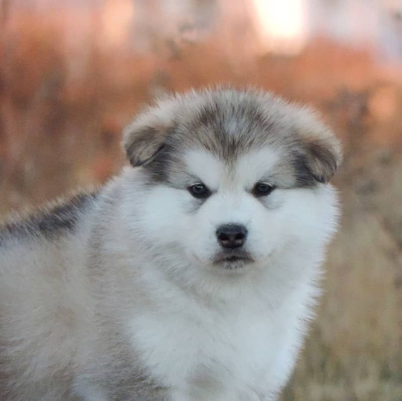 Criadero de perros Malamute de Alaska