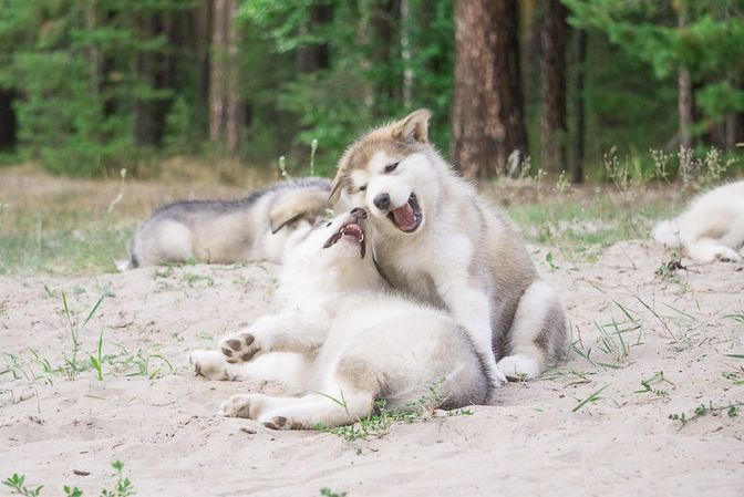 Alaskan Malamute Welpe zu verkaufen