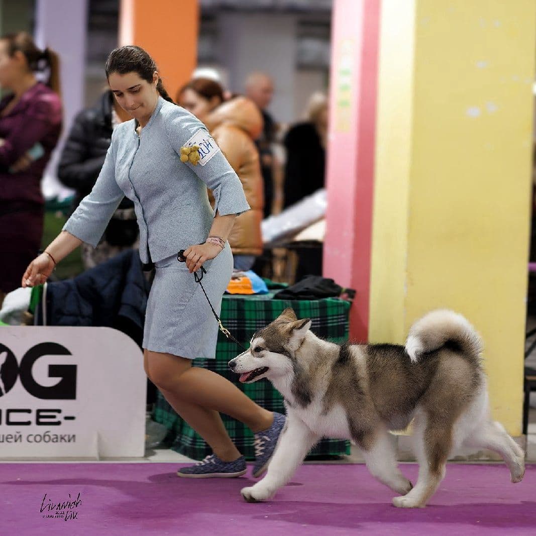 Fotowelpe Alaskan Malamute