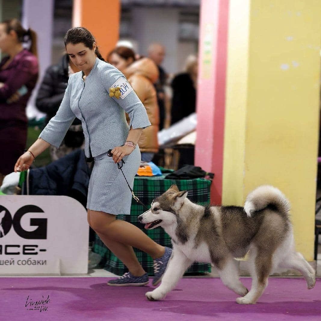 alaskan malamute to buy in the UK